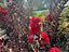 Immagine 6