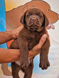 Cucciolo di Labrador - Linea Da Expo