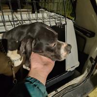 Pointer da caccia 5 anni