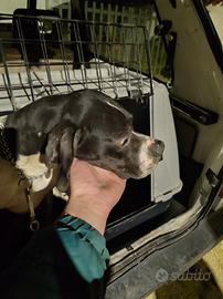 Pointer da caccia 5 anni