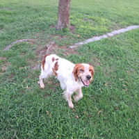 Épagneul breton da monta