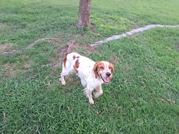 Épagneul breton da monta