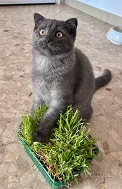 Gattina femmina Scottish Fold