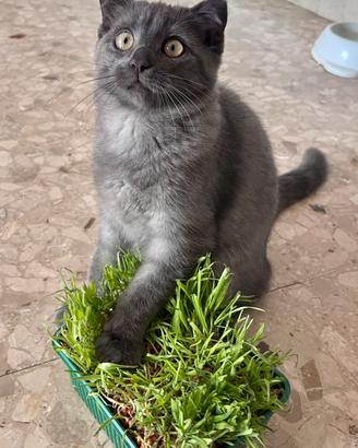 Gattina femmina Scottish Fold