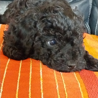 Cucciolo barboncino toy nero disponibile subito