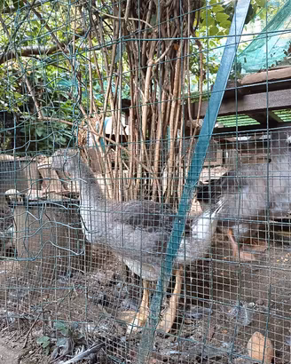 animali 