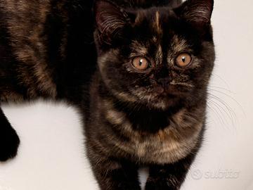 Cucciola British Shorthair Black Tortie pedigree
