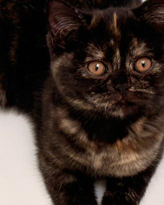 Cucciola British Shorthair Black Tortie pedigree