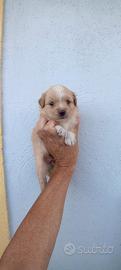 Cucciola maltipoo femmina toy