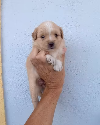 Cucciola maltipoo femmina toy