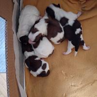 Cuccioli bichon havanesi