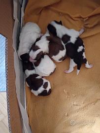 Cuccioli bichon havanesi