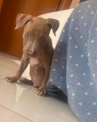 Disponibili
