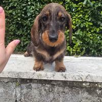 Bassottina pelo duro kaninchen