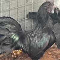 Galli Ayam cemani puri