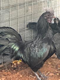 Galli Ayam cemani puri