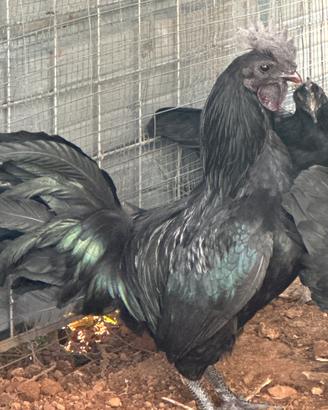 Galli Ayam cemani puri