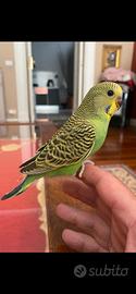 Cocorita