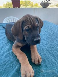 3 Cuccioli di cane Corso