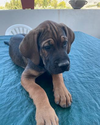 3 Cuccioli di cane Corso