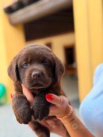 Cucciolotti di Labrador con pedigree