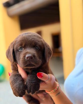 Cucciolotti di Labrador con pedigree