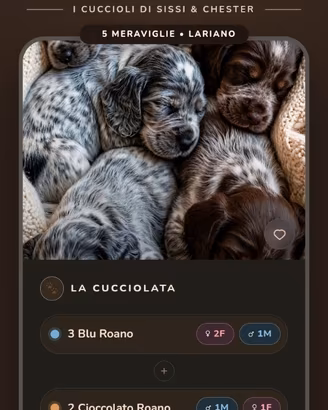 Cuccioli Cocker Spaniel Inglese