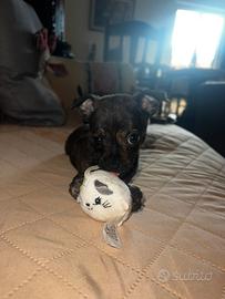 Incrocio chihuahua