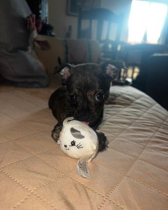 Incrocio chihuahua