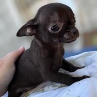 Chihuahua pelo corto femmina