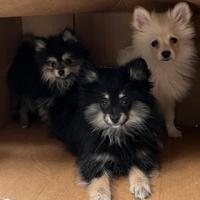 Cuccioli di Volpino Pomerania Toy e Mini Toy