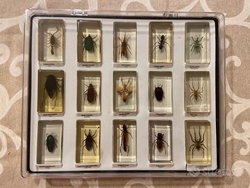 Insetti da tutto il mondo RBA