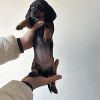 Bassotto kaninchen femmina