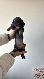 Bassotto kaninchen femmina