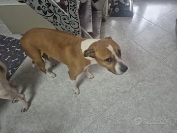 Amstaff maschio