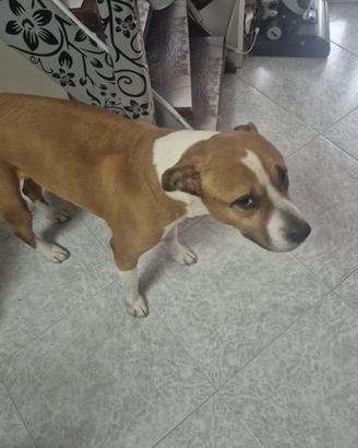 Amstaff maschio