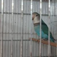 Inseparabili anno 2025