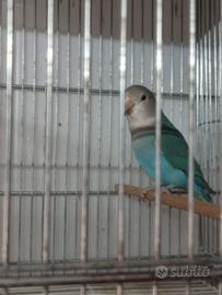 Inseparabili anno 2025