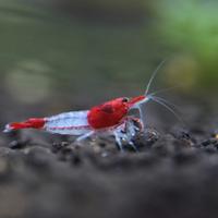 Neo Caridine Red Rili