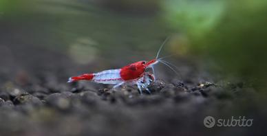 Neo Caridine Red Rili