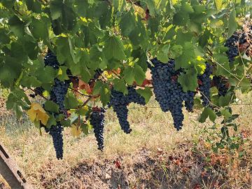 uva  da vino