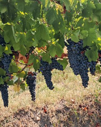 uva  da vino