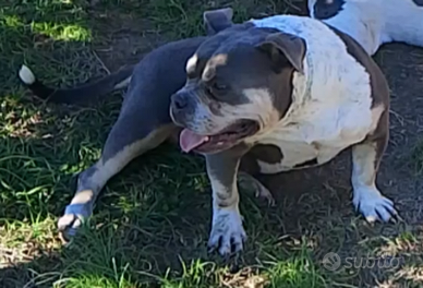 American Bully Extreme