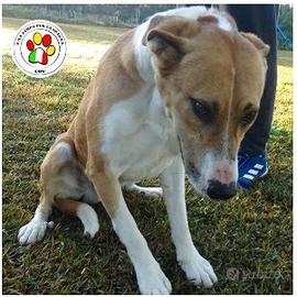 Maschio meticcio - 2 anni circa