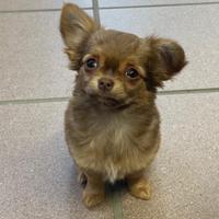 Cucciolo di chihuahua toy