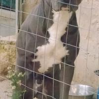 Pitbull UKC BLUE NOSE per monta