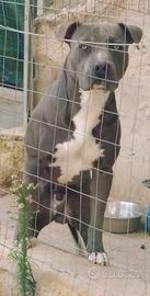 Pitbull UKC BLUE NOSE per monta