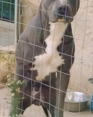 Pitbull UKC BLUE NOSE per monta