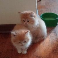 Gattini persiani normotipo dollface