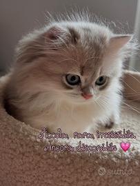 Gatto british long hair e short